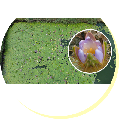 生物多様性の保全