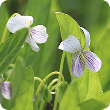 アリアケスミレ