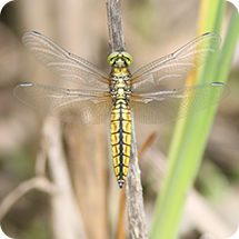 ハラビロトンボ