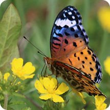 ツマグロヒョウモン