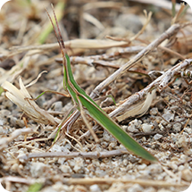 ショウリョウバッタ