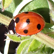 ナナホシテントウ