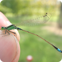 アオモンイトトンボ