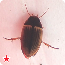 カンムリセスジゲンゴロウ