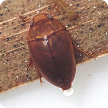 コツブゲンゴロウ