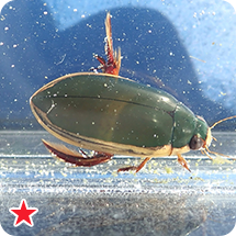 コガタノゲンゴロウ