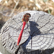 マユタテアカネ