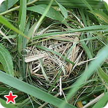 カヤネズミ（巣）