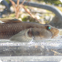 カワヨシノボリ