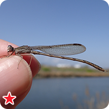 オツネントンボ