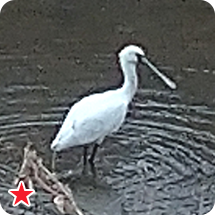 クロツラヘラサギ