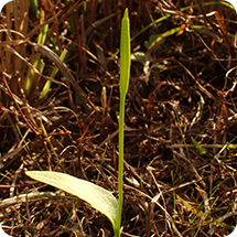 ハマハナヤスリ