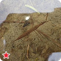 ヒメミズカマキリ