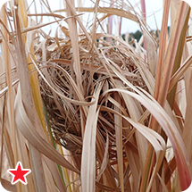 カヤネズミ（巣）