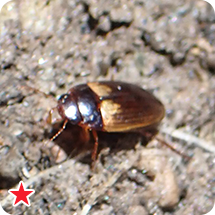 テラニシセスジゲンゴロウ