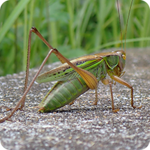 ニシキリギリス