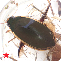 コガタノゲンゴロウ