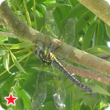 ネアカヨシヤンマ